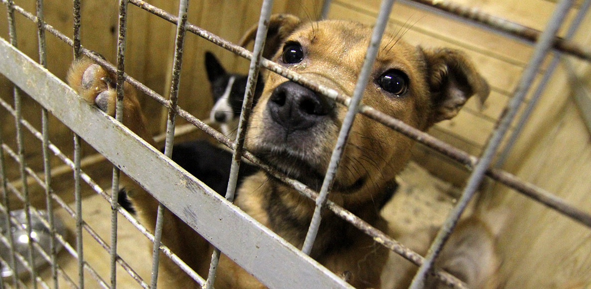 Животным нужно общение: волонтеры просят екатеринбуржцев погулять с бездомными собаками