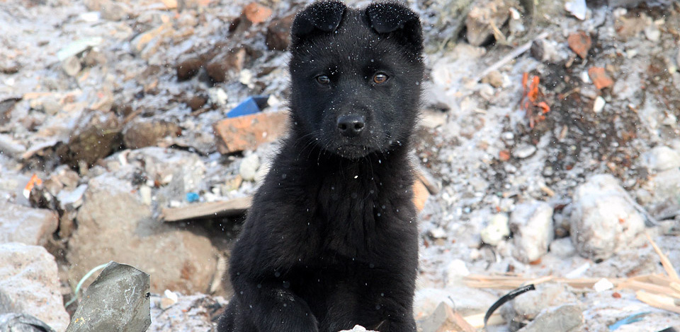 «Их могли отравить»: рядом с ЕКАД нашли 10 окоченевших трупов собак