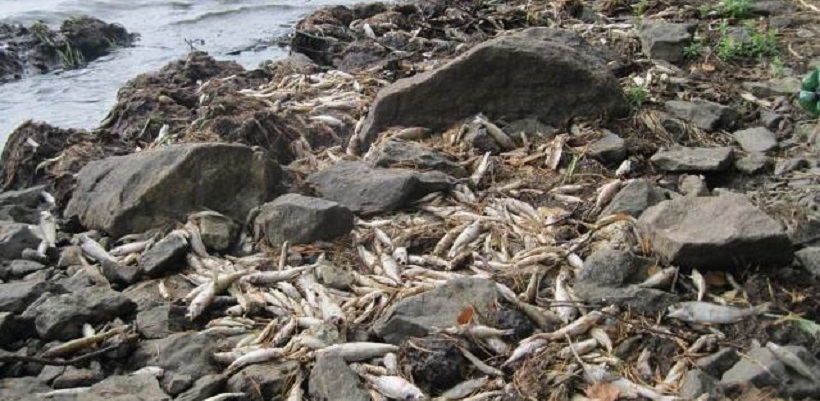 На берег Черноисточинского пруда под Нижним Тагилом выбросило килограммы мертвой рыбы