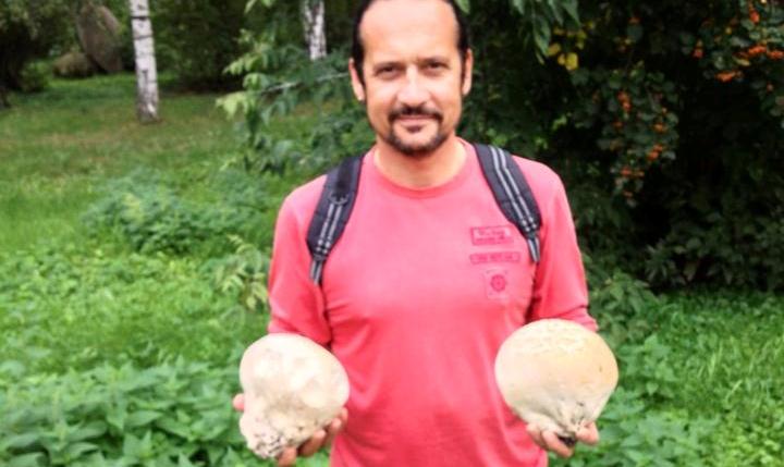 Гигантские грибы из Европы поселились в екатеринбургском дендропарке