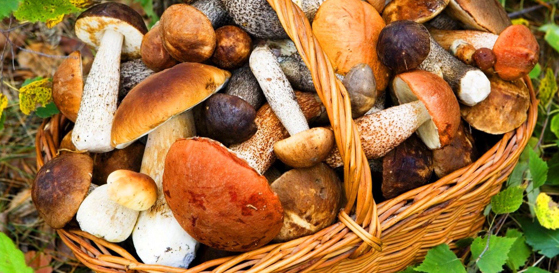Съедобное — несъедобное: 11 грибов, которые вы боитесь собирать. А зря