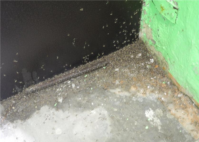 Соседи-кровопийцы: комары атаковали дом в Нижнем Тагиле посреди зимы