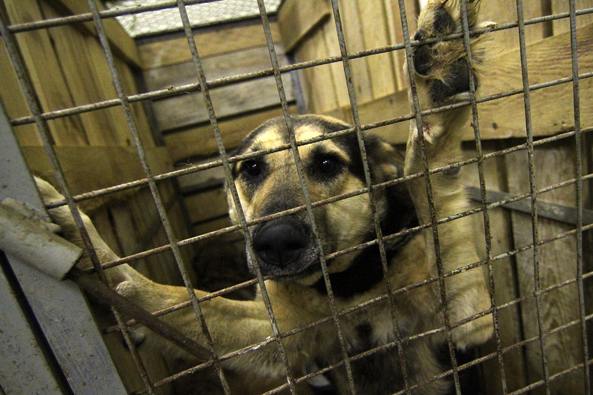 За месяц в Екатеринбурге отловили почти 400 бродячих собак