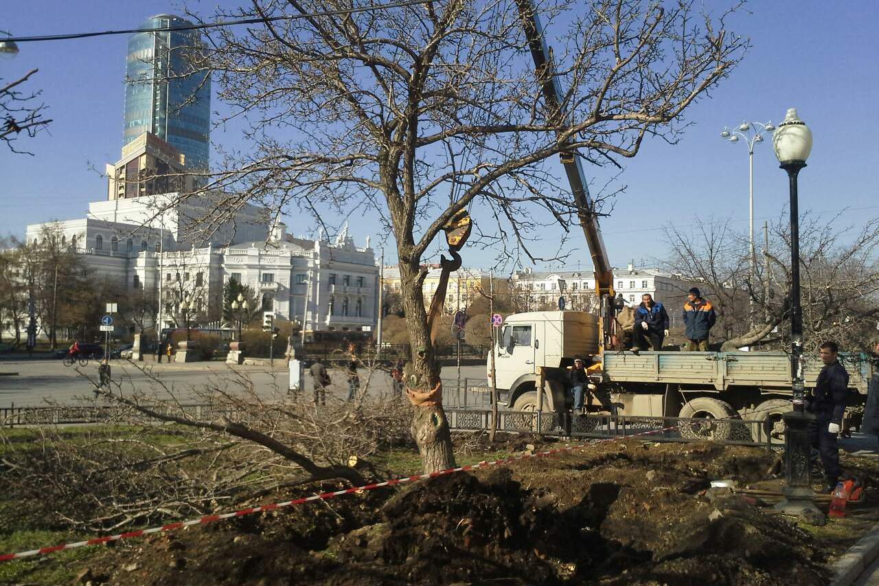 На проспекте Ленина вырубили старые груши