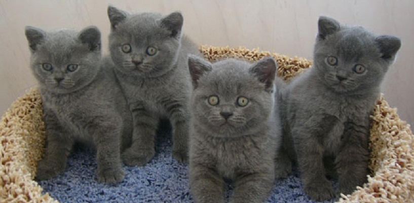 В Екатеринбурге хозяйки элитных кошек поделили котят через суд