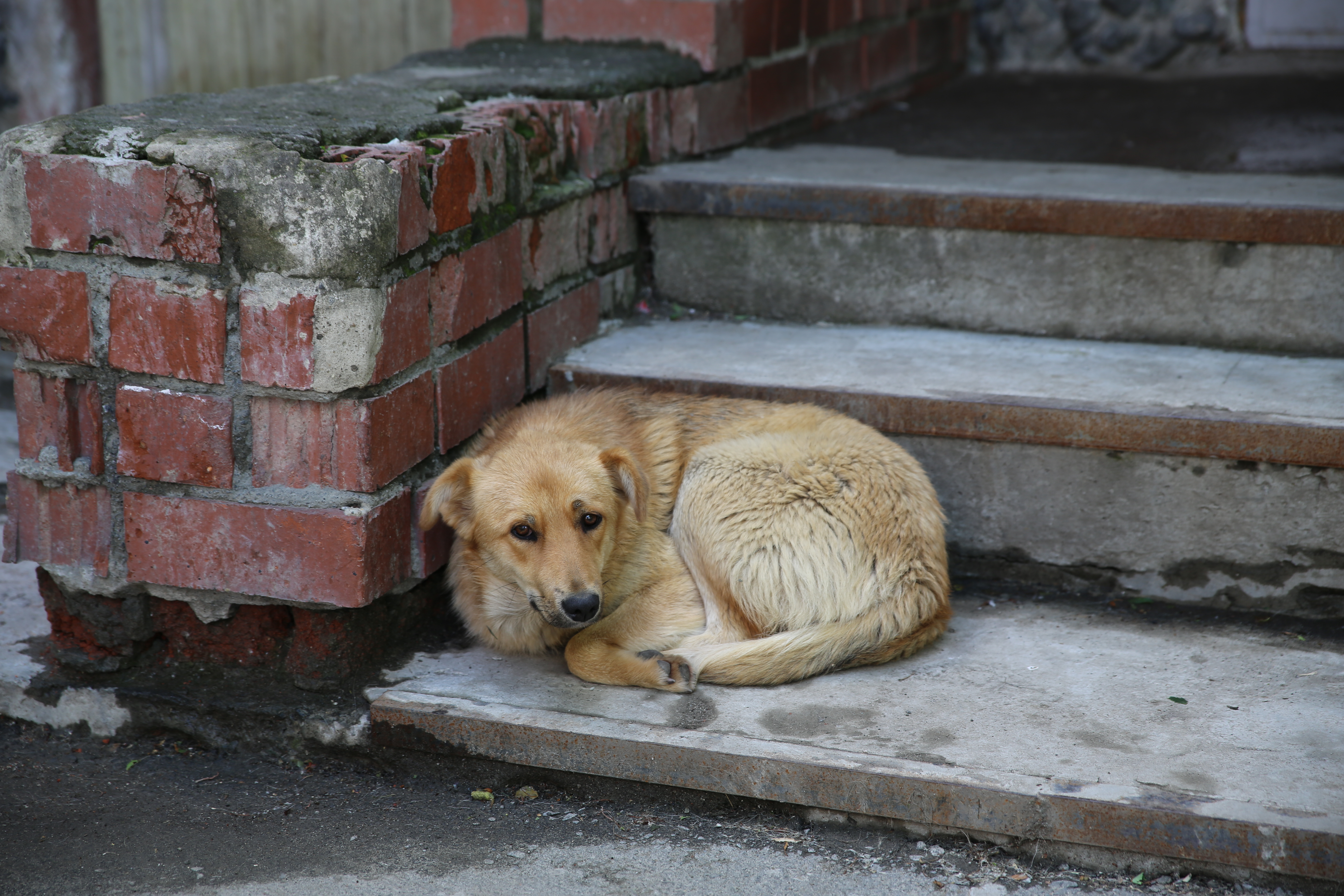 Несчастные бездомные животные