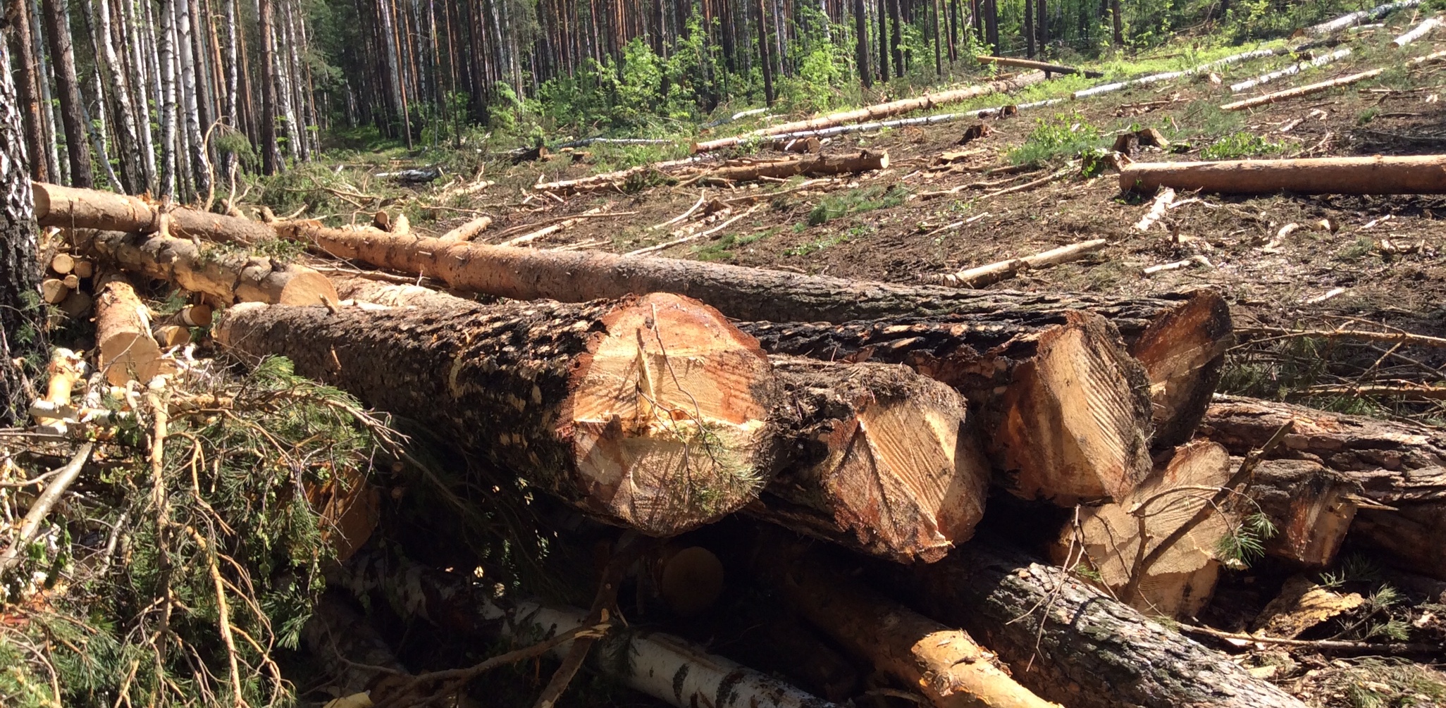 «Говорят, по заказу минобороны»: Черные лесорубы валят деревья на окраине Екатеринбурга