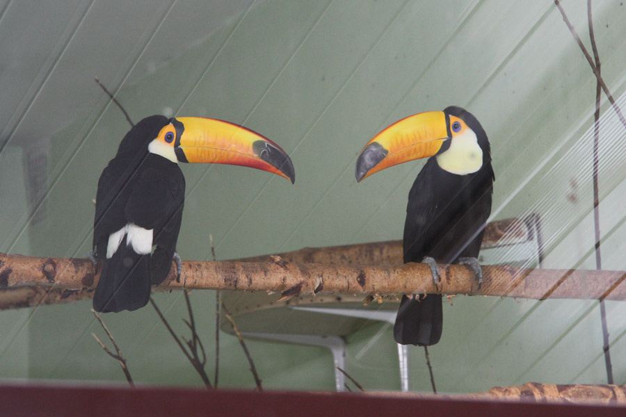 Пернатые и Skoda: в зоопарке прошел всемирный день птиц