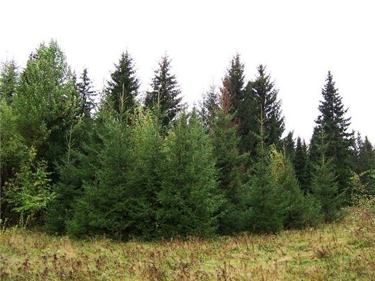 В Екатеринбурге посадят «Экспо-2020»