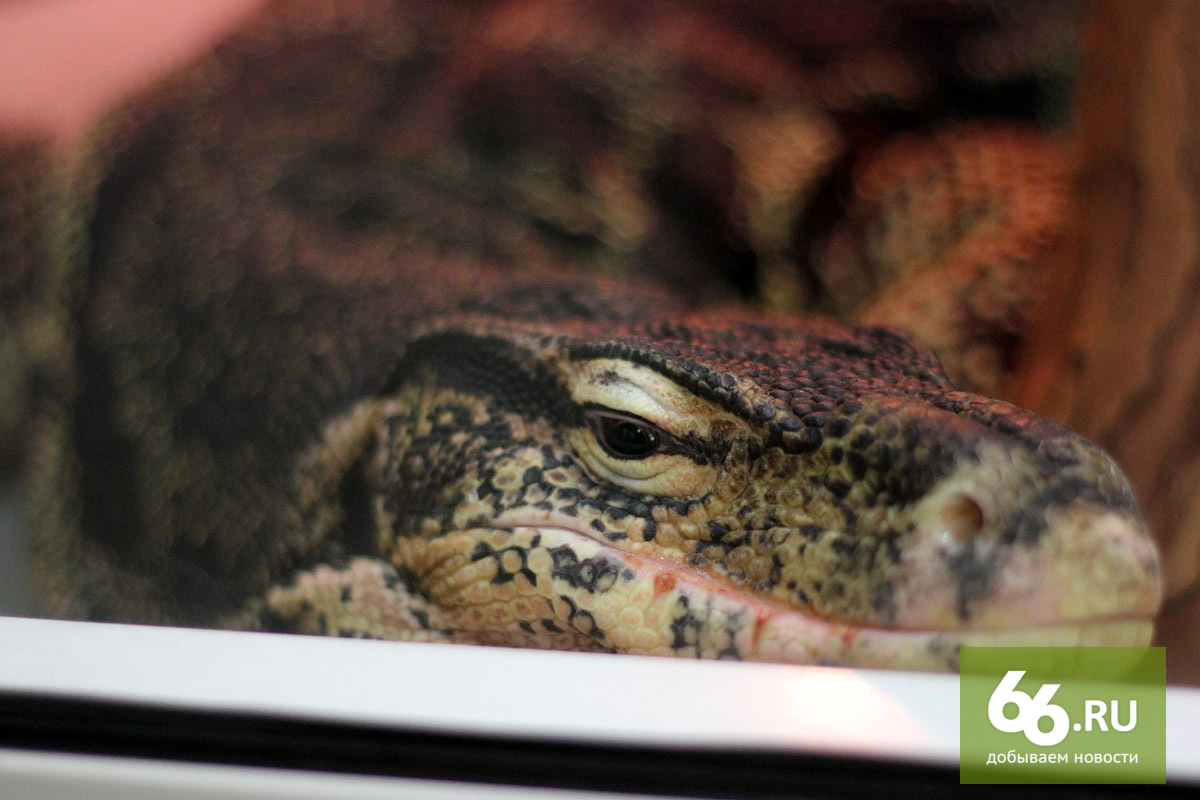 Самый Страшный Фильм О Змеях