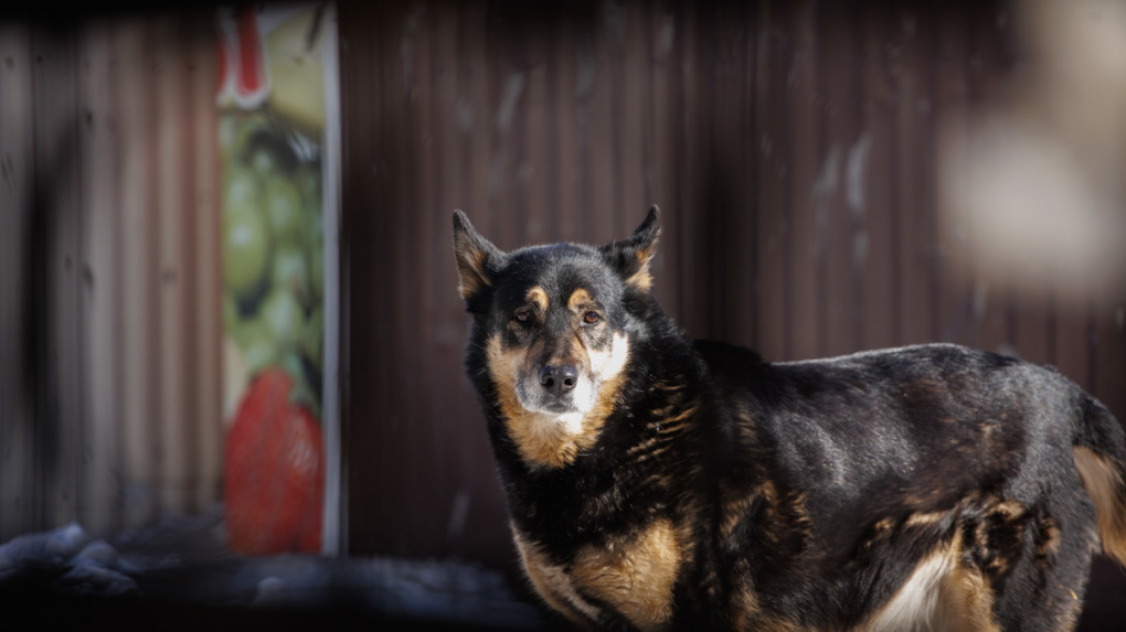 Депутат Заксобрания потребовал ввести алименты для хозяев собак