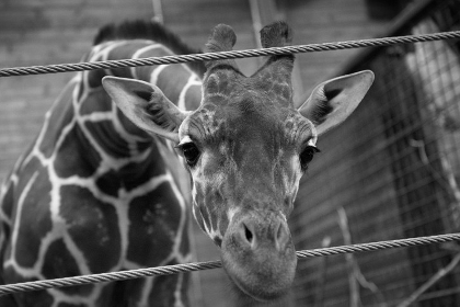 Директор зоопарка в Дании лишится работы из-за убийства жирафа