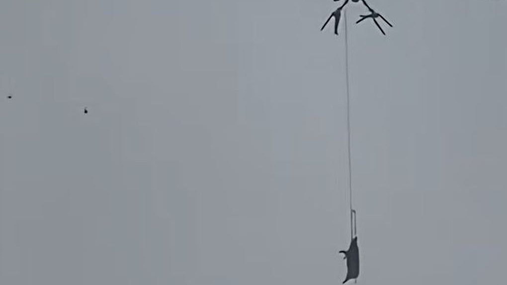 Свинья на дроне устроила 10-часовой блэкаут в Китае. Дайджест новостей, удививших редакцию