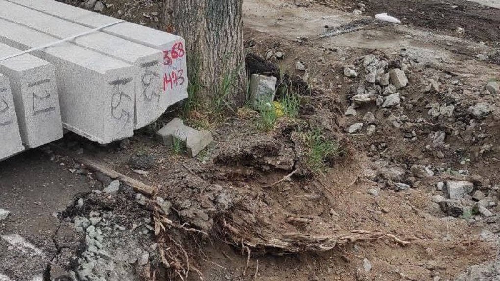 Компания, связанная с экс-депутатом Арменом Карапетяном, изуродовала деревья на ВИЗе. Фото