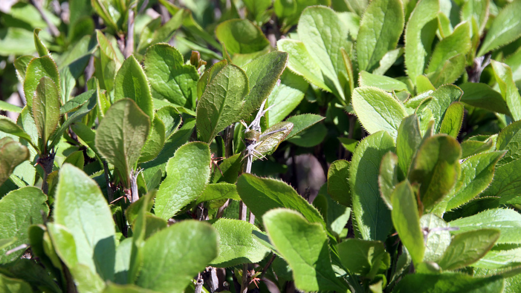 Владелец участка, где планировали строить мусорный завод, судится с Россельхознадзором из-за сорняков