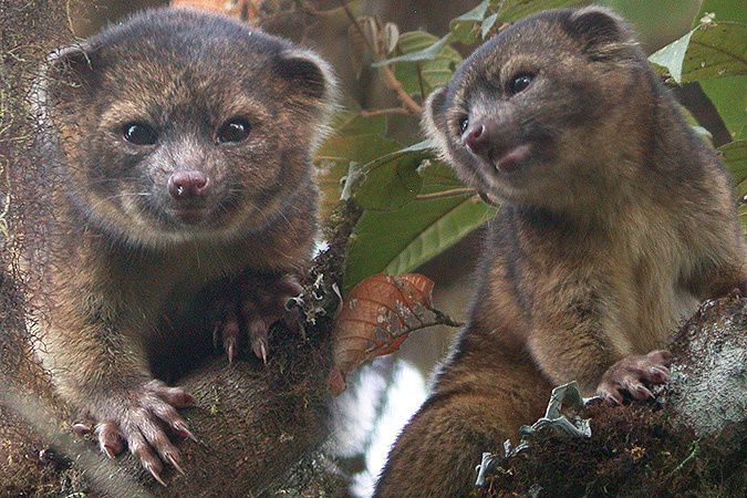 В лесах Эквадора ученые нашли «помесь енота и плюшевого мишки»