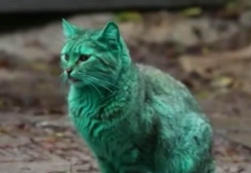 Усатый-изумрудно-полосатый: в болгарской Варне нашли зеленого кота