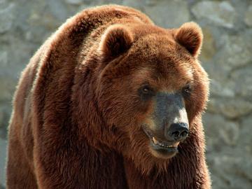 Житель Камчатки вытащил из лап медведя свою жену